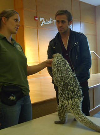 Illustration for article titled Ryan Gosling Plays With Adorable Animals In Continued Effort To Fuck With Us